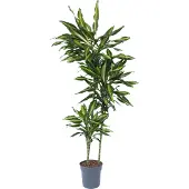 Plant in a Box Drachenbaum - Dracaena fragrans 'Cintho' - Höhe 140-150cm - 24cm