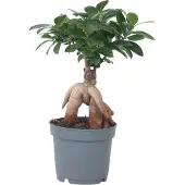 Plant in a Box Bonsaibaum - Ficus microcarpa - Höhe 30-40cm - 12cm