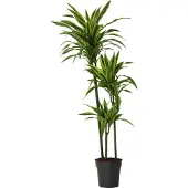 Plant in a Box Drachenbaum - Dracaena 'Lemon Lime' - Höhe 130-140cm - 24cm