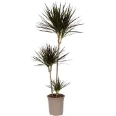 Plant in a Box Drachenbaum - Dracaena marginata - Höhe 110-130cm - 24cm