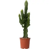 Plant in a Box Euphorbia ingens - Kandelaber Euphorbie Kaktus