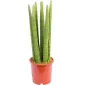 Pflanzen-Kölle Bogenhanf 'Straight', Topf-Ø 14 cm, Höhe ca. 50 cm