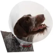 Buster Transparent Classic Collar - Größe 2