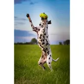 Kong AirDog Football