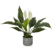 Hjh OFFICE Spathiphyllum 1
