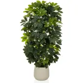 Hjh OFFICE Schefflera 2