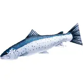 Gaby Fish Cushion Sea Trout