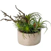 Creativ Green Künstliche Zimmerpflanze "Tillandsien-Mix in Zementschale"