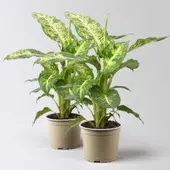 Pflanzen-Kölle Dieffenbachie 'Mars', Topf-Ø 17cm, Höhe ca. 50-60 cm, 2 Pflanzen