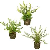 Creativ Green Künstliche Zimmerpflanze "Set aus Farnpflanzen auf Wurzelballen" 3er Set