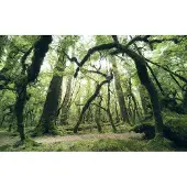 Overig Vliestapete "Digitaldruck Vlies - Ancient Green - Größe 450 x 280 cm" bedruckt glatt Wohnzimmer, Schlafzimmer