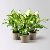Pflanzen-Kölle Dieffenbachie 'Camilla', Topf-Ø12cm, Höhe ca. 25 cm, 3er-Set