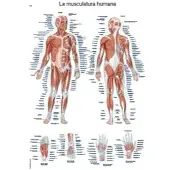 Sanismart Lehrtafel La musculatura humana 50x70cm