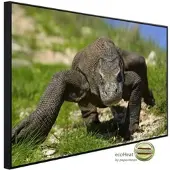Papermoon Infrarotheizung »EcoHeat - Komodo Drache«, Matt-Effekt - bunt