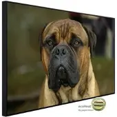 Papermoon Infrarotheizung »EcoHeat - Bullmastiff«, Matt-Effekt - bunt