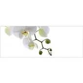 MySPOTTI Badrückwand »Orchidee Phala«, BxH:120 cm x 45 cm, weiß
