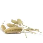 Flowerbox Trockenblumen »Kardendisteln« - beige
