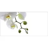 MySPOTTI Badrückwand »Orchidee Phala«, BxH:90 cm x 45 cm, weiß