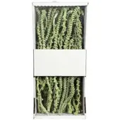 Flowerbox Trockenblumen - gruen