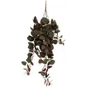 PT Living Hanging Ceropegia