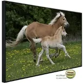 Papermoon Infrarotheizung »EcoHeat - Pferde«, Matt-Effekt - bunt