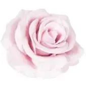 Flowerbox Wachsrose 12er-Set - lila
