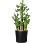 Creativ Green Kunstpflanze Euphorbia, im Topf, Höhe 40 cm