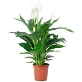 Flowerbox Einblatt - Spathiphyllum Lauretta - Höhe ca. 90 cm, Topf-Ø 19 cm