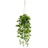 Creativ Green Kunstpflanze Philodendronhänger, im Topf, Höhe 75 cm