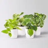 Pflanzen-Kölle Grünpflanzen-Set Hängendes Grün, Topf-Ø 12cm + Übertopf Dallas, 4 Pflanzen