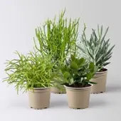 Pflanzen-Kölle Grünpflanzen-Set Sukkulentenfreude, Topf-Ø 12/13 cm, 4 Pflanzen