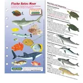 Sub-base Fischkartenset Rotes Meer