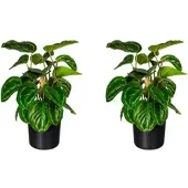 Creativ Green Künstliche Pflanze Maranta 45cm im Topf, 2er Set