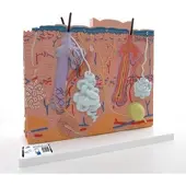 3B Scientific Hautmodell, 3-Teilig - 3B Smart Anatomy