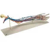 3B Scientific Gefäß-Arm