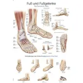 Sanismart Lehrtafel Fuß und Fußgelenke 70x100cm