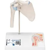 3B Scientific Mini Anatomie Modell Schultergelenk, mit Querschnitt - 3B Smart Anatomy