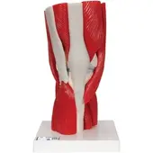 Generique Kniegelenkmodell mit abnehmbaren Muskeln, 12-teilig - 3B Smart Anatomy