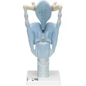 3B Scientific Funktionsmodell Kehlkopf, 3-fache Größe - 3B Smart Anatomy