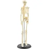 HeineScientific Mini-Skelettmodell Miniatur Skelettmodell Höhe 42 cm
