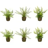Creativ Green künstliche Pflanze Farnpflanzen, ca 22cm, 6er Set
