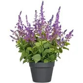 Creativ Green künstliche Pflanze Salvia Superba XL im Kunststofftopf, lila, 50cm, UV-beständige