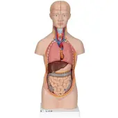 3B Scientific Mini Torso Modell, 12-teilig - 3B Smart Anatomy