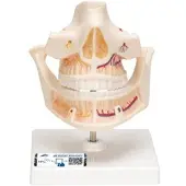 3B Scientific Gebissmodell eines Erwachsenen - 3B Smart Anatomy