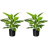 Creativ Green Künstliche Pflanze Dieffenbachia 45cm im Topf, 2er Set