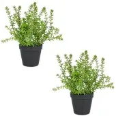 Creativ Green Sedum acre Yellow Queen im Kunststofftopf, 32cm, im 2er Set