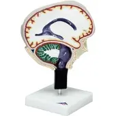 3B Scientific Hirnflüssigkeitskreislauf