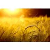 Papermoon Fototapete "Goldener Schein", bunt, B:3,5m L:2,6m, Vlies, Tapeten, Fototapete