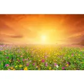 Papermoon Fototapete "Kosmos Blumenfeld", bunt, B:3,5m L:2,6m, Vlies, Tapeten, Fototapete