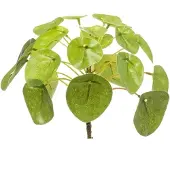 Urbanjngl Pilea Mini Bush 13cm